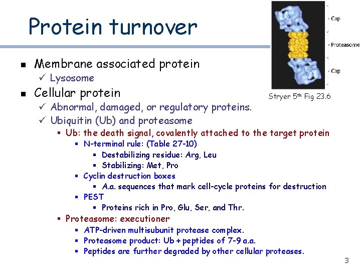 Protein turnover n Membrane associated protein ü Lysosome n Cellular protein ü Abnormal, damaged,