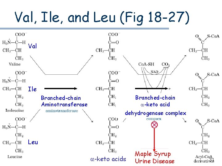 Val, Ile, and Leu (Fig 18 -27) Val Ile Branched-chain a-keto acid Branched-chain Aminotransferase