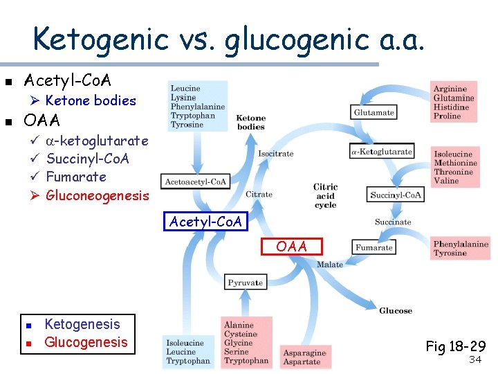 Ketogenic vs. glucogenic a. a. n Acetyl-Co. A Ø Ketone bodies n OAA ü