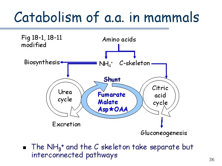 Catabolism of a. a. in mammals Fig 18 -1, 18 -11 modified Biosynthesis Amino