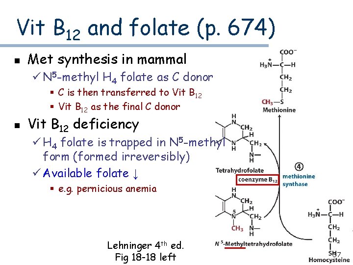 Vit B 12 and folate (p. 674) n Met synthesis in mammal ü N