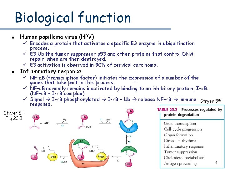 Biological function n Human papilloma virus (HPV) n Inflammatory response ü Encodes a protein