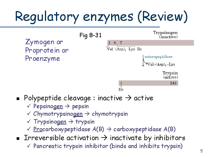 Regulatory enzymes (Review) Zymogen or Proprotein or Proenzyme n Polypeptide cleavage : inactive ü