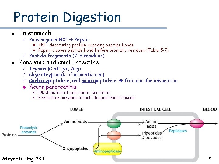 Protein Digestion n In stomach ü Pepsinogen + HCl Pepsin § HCl : denaturing