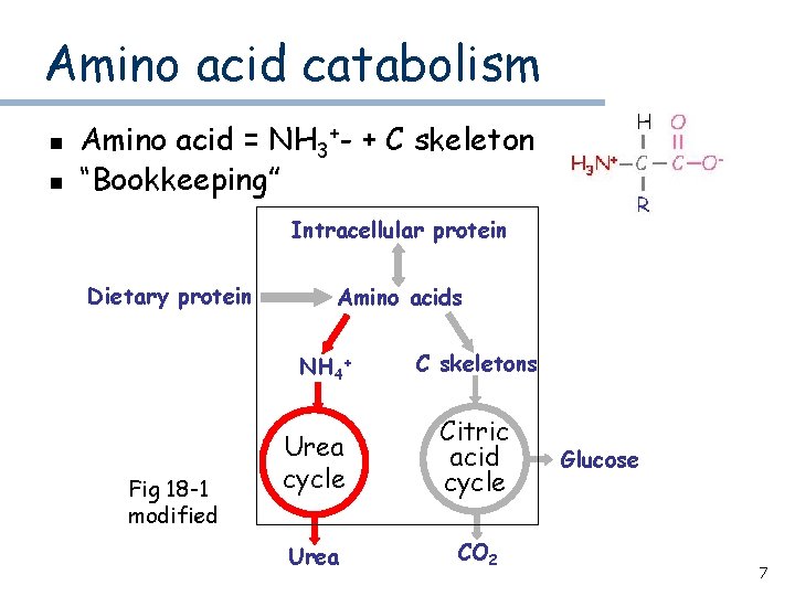 Amino acid catabolism n n Amino acid = NH 3+- + C skeleton “Bookkeeping”