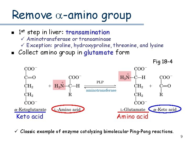 Remove a-amino group n 1 st step in liver: transamination n Collect amino group