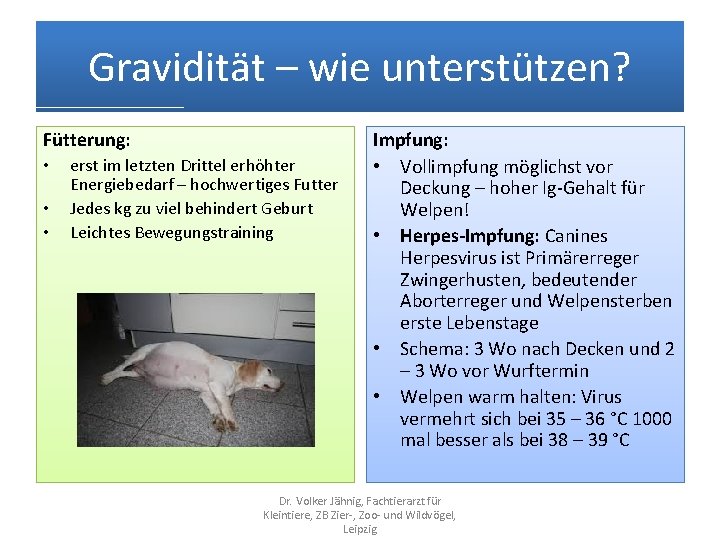 Gravidität – wie unterstützen? Fütterung: • • • erst im letzten Drittel erhöhter Energiebedarf