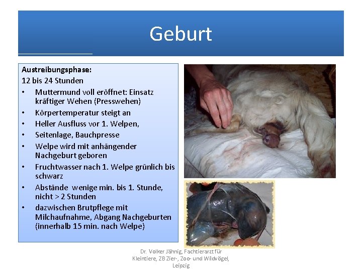 Geburt Austreibungsphase: 12 bis 24 Stunden • Muttermund voll eröffnet: Einsatz kräftiger Wehen (Presswehen)