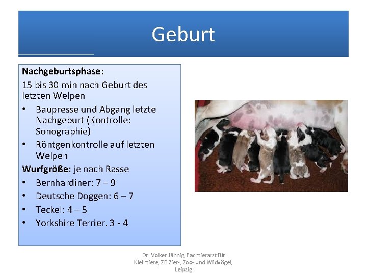 Geburt Nachgeburtsphase: 15 bis 30 min nach Geburt des letzten Welpen • Baupresse und