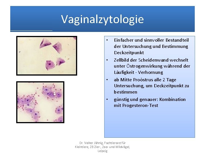 Vaginalzytologie • • Einfacher und sinnvoller Bestandteil der Untersuchung und Bestimmung Deckzeitpunkt Zellbild der