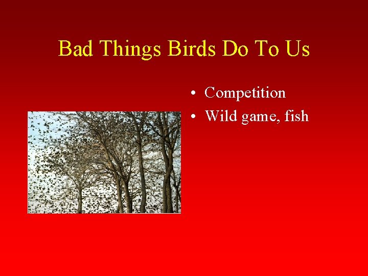 Bad Things Birds Do To Us • Competition • Wild game, fish 