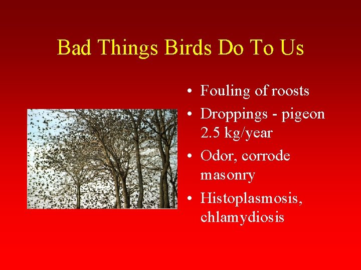 Bad Things Birds Do To Us • Fouling of roosts • Droppings - pigeon