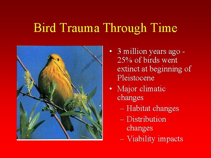 Bird Trauma Through Time • 3 million years ago 25% of birds went extinct