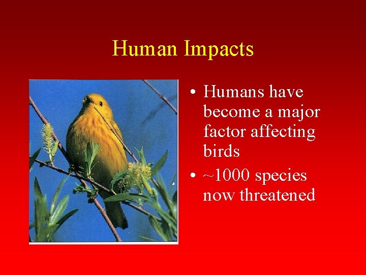 Human Impacts • Humans have become a major factor affecting birds • ~1000 species