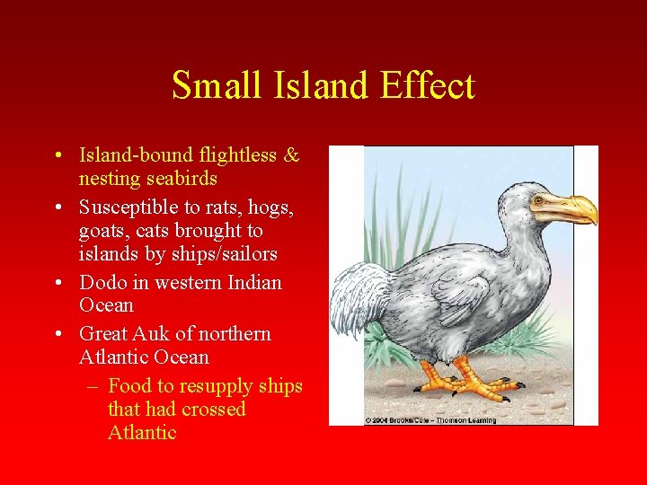 Small Island Effect • Island-bound flightless & nesting seabirds • Susceptible to rats, hogs,
