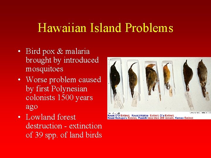 Hawaiian Island Problems • Bird pox & malaria brought by introduced mosquitoes • Worse