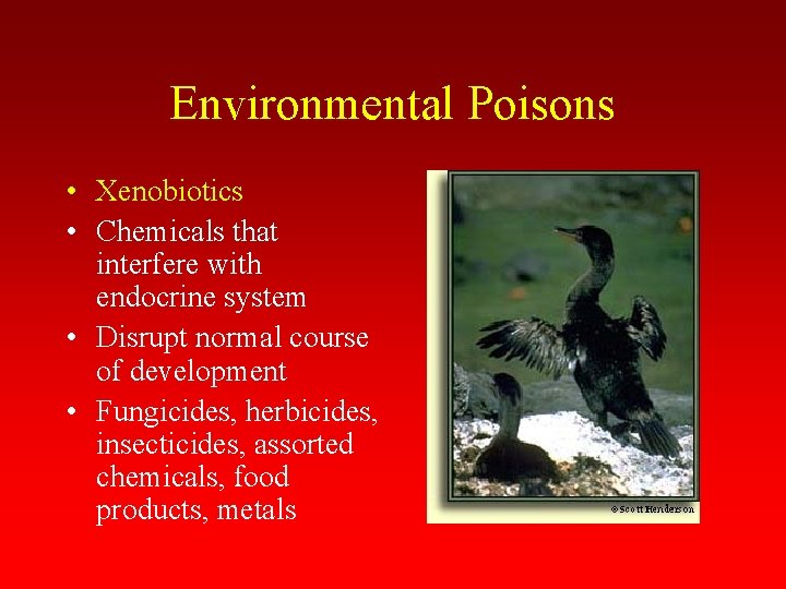 Environmental Poisons • Xenobiotics • Chemicals that interfere with endocrine system • Disrupt normal