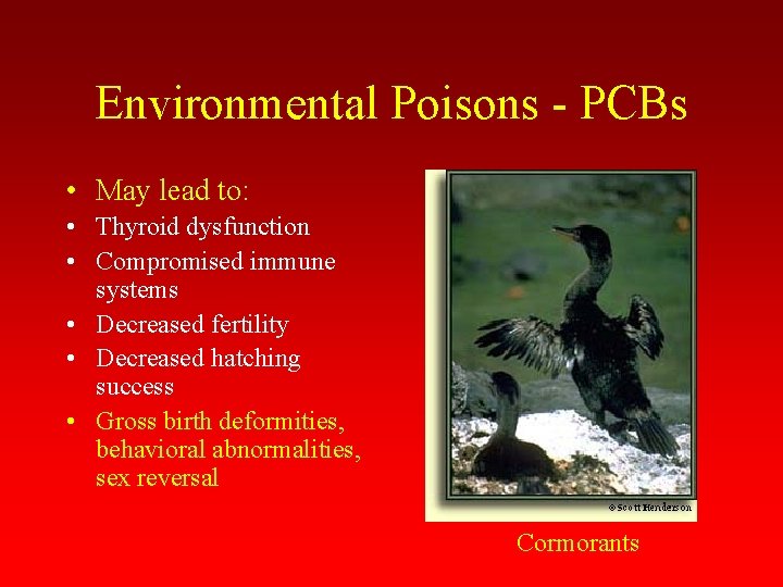 Environmental Poisons - PCBs • May lead to: • Thyroid dysfunction • Compromised immune