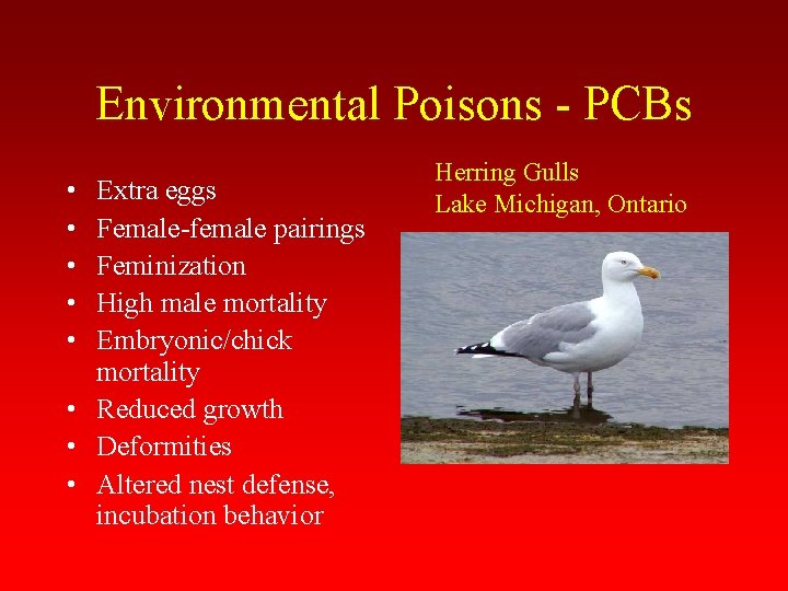 Environmental Poisons - PCBs • • • Extra eggs Female-female pairings Feminization High male