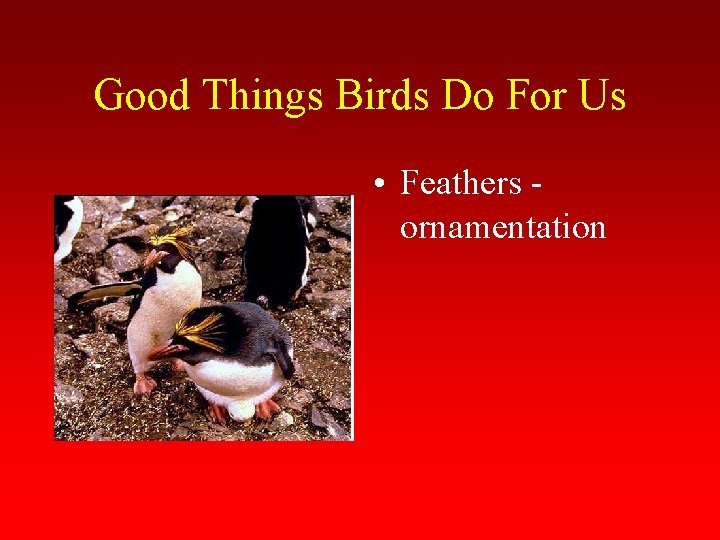 Good Things Birds Do For Us • Feathers ornamentation 