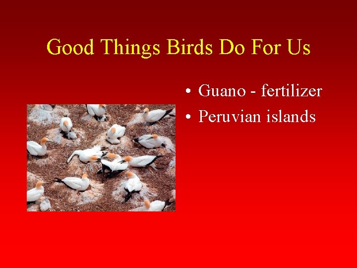 Good Things Birds Do For Us • Guano - fertilizer • Peruvian islands 
