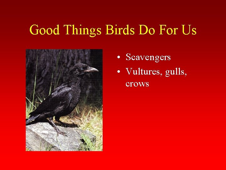 Good Things Birds Do For Us • Scavengers • Vultures, gulls, crows 