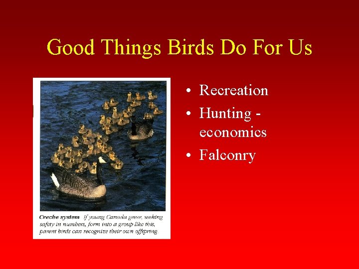 Good Things Birds Do For Us • Recreation • Hunting economics • Falconry 