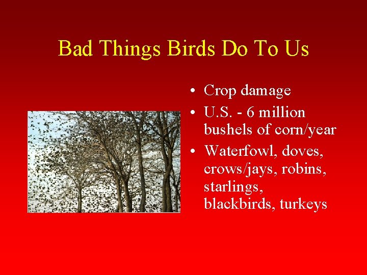 Bad Things Birds Do To Us • Crop damage • U. S. - 6
