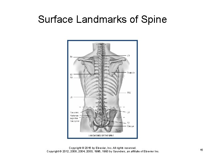 Surface Landmarks of Spine Copyright © 2016 by Elsevier, Inc. All rights reserved. Copyright