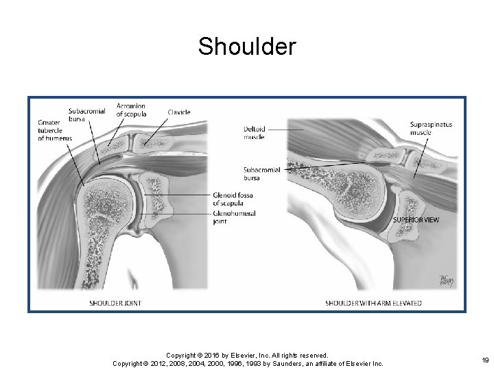 Shoulder Copyright © 2016 by Elsevier, Inc. All rights reserved. Copyright © 2012, 2008,