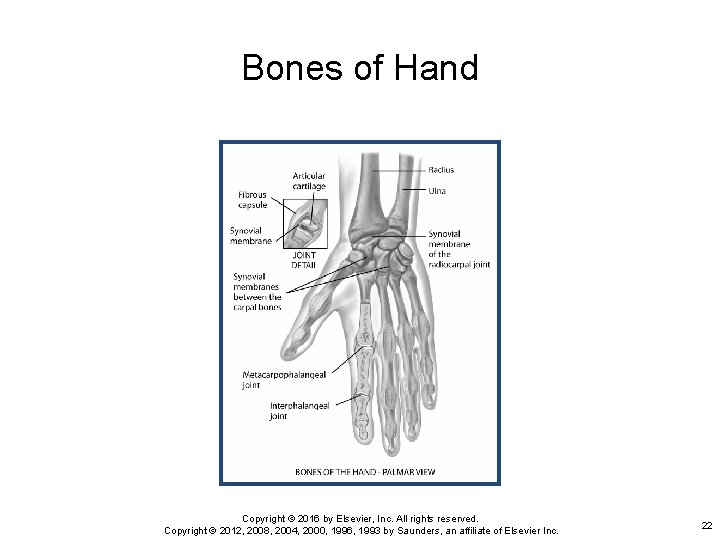Bones of Hand Copyright © 2016 by Elsevier, Inc. All rights reserved. Copyright ©