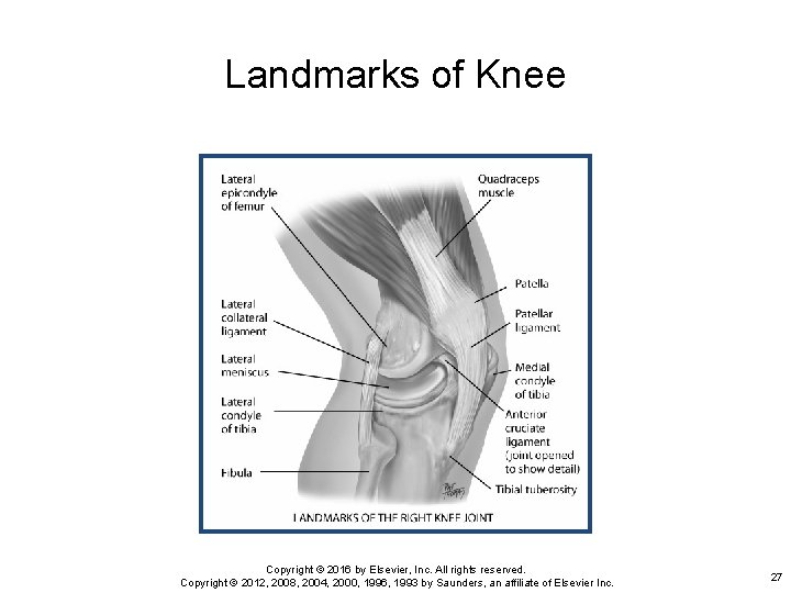 Landmarks of Knee Copyright © 2016 by Elsevier, Inc. All rights reserved. Copyright ©