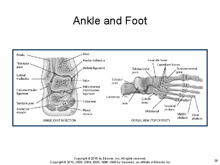 Ankle and Foot Copyright © 2016 by Elsevier, Inc. All rights reserved. Copyright ©