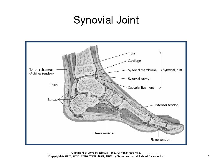 Synovial Joint Copyright © 2016 by Elsevier, Inc. All rights reserved. Copyright © 2012,