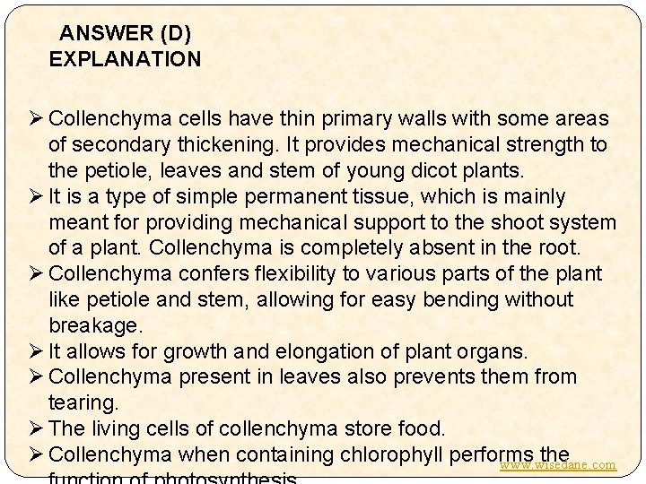ANSWER (D) EXPLANATION Ø Collenchyma cells have thin primary walls with some areas of