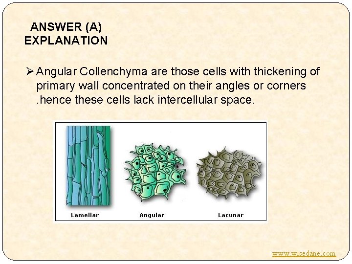 ANSWER (A) EXPLANATION Ø Angular Collenchyma are those cells with thickening of primary wall