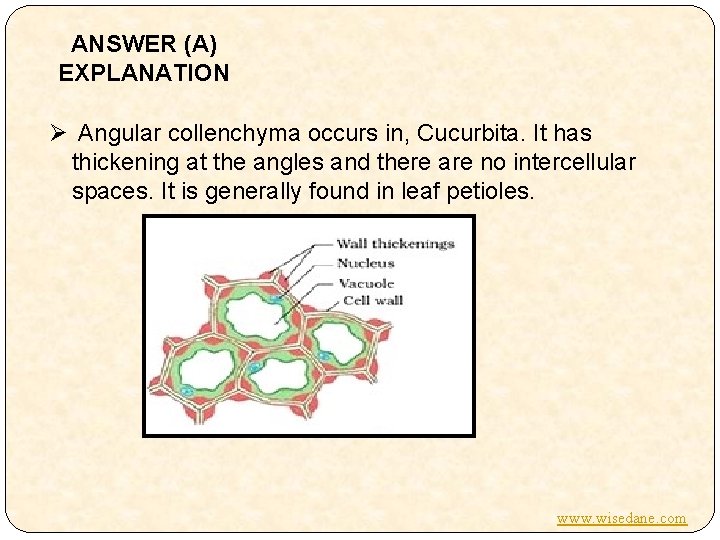 ANSWER (A) EXPLANATION Ø Angular collenchyma occurs in, Cucurbita. It has thickening at the