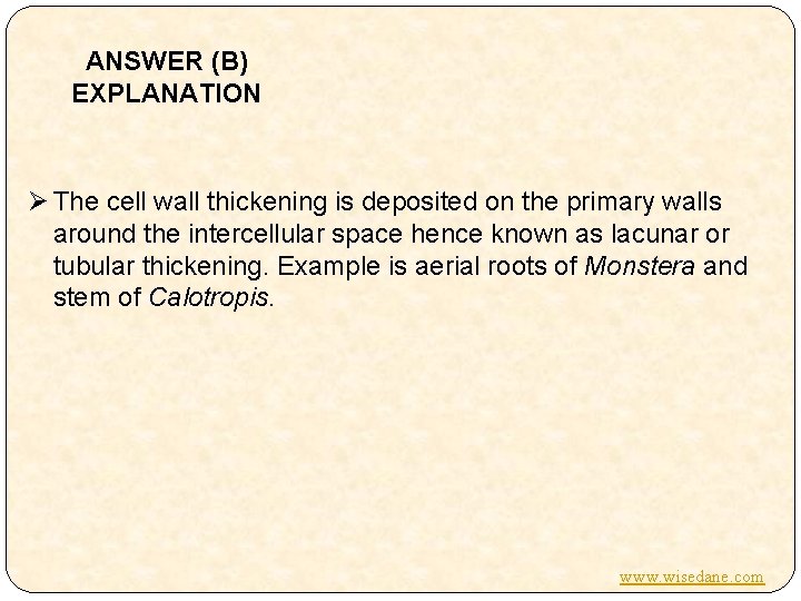 ANSWER (B) EXPLANATION Ø The cell wall thickening is deposited on the primary walls