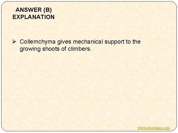 ANSWER (B) EXPLANATION Ø Collemchyma gives mechanical support to the growing shoots of climbers.