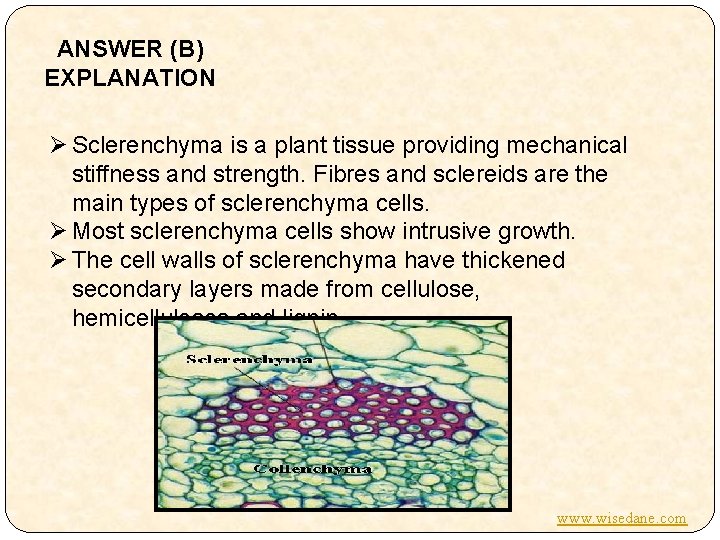 ANSWER (B) EXPLANATION Ø Sclerenchyma is a plant tissue providing mechanical stiffness and strength.