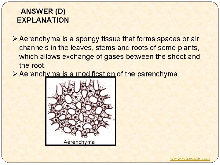 ANSWER (D) EXPLANATION Ø Aerenchyma is a spongy tissue that forms spaces or air
