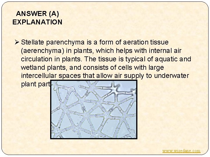 ANSWER (A) EXPLANATION Ø Stellate parenchyma is a form of aeration tissue (aerenchyma) in