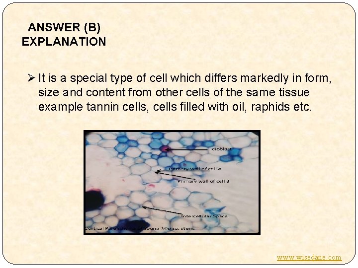 ANSWER (B) EXPLANATION Ø It is a special type of cell which differs markedly