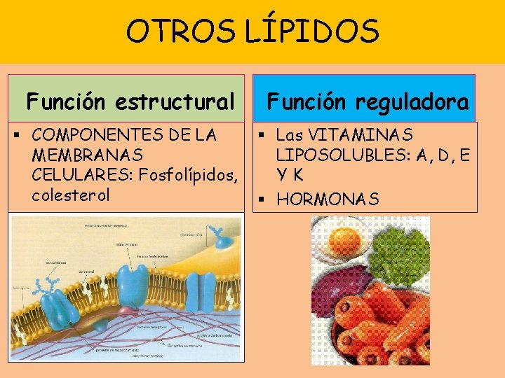 OTROS LÍPIDOS Función estructural Función reguladora § COMPONENTES DE LA MEMBRANAS CELULARES: Fosfolípidos, colesterol