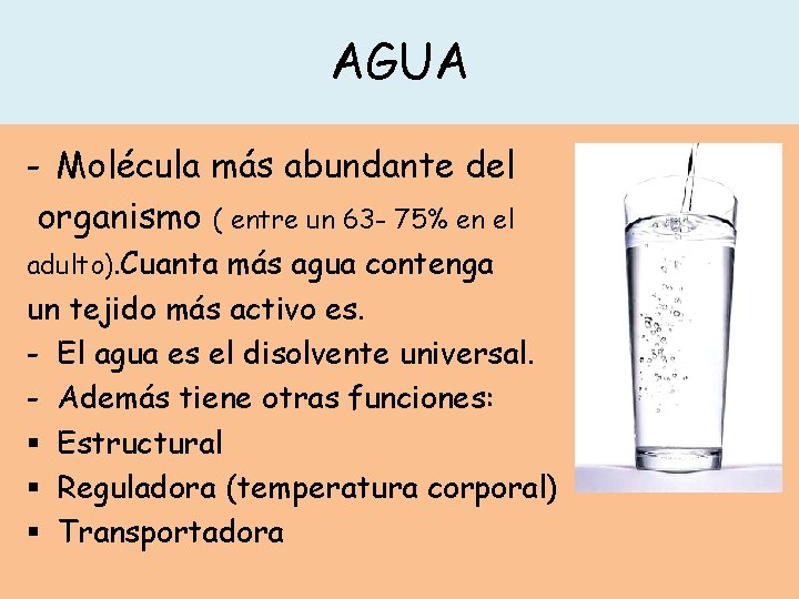 AGUA - Molécula más abundante del organismo ( entre un 63 - 75% en