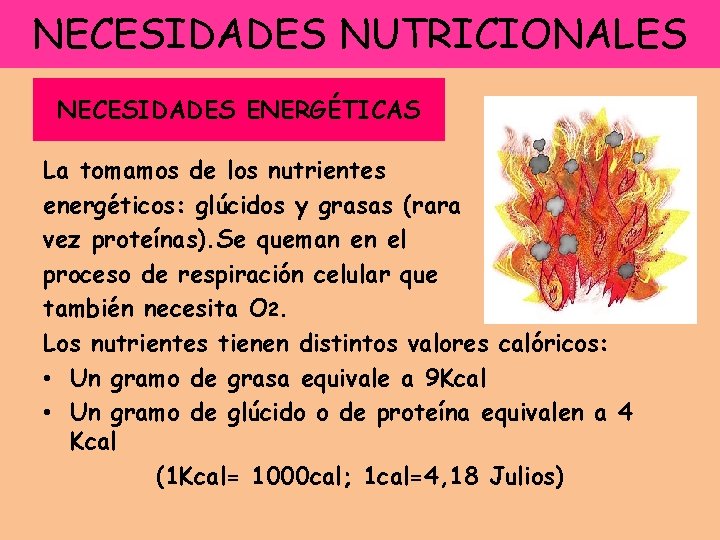 NECESIDADES NUTRICIONALES NECESIDADES ENERGÉTICAS La tomamos de los nutrientes energéticos: glúcidos y grasas (rara