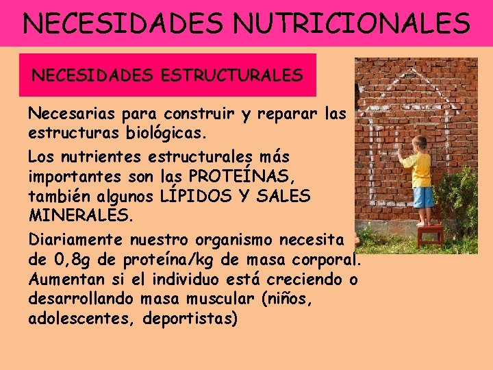 NECESIDADES NUTRICIONALES NECESIDADES ESTRUCTURALES Necesarias para construir y reparar las estructuras biológicas. Los nutrientes