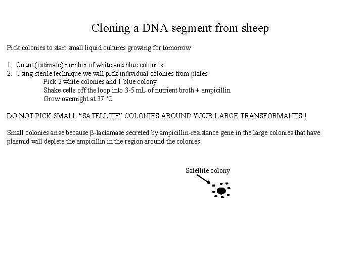 Cloning a DNA segment from sheep Pick colonies to start small liquid cultures growing