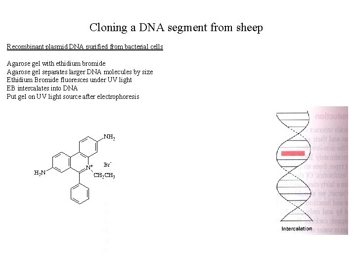 Cloning a DNA segment from sheep Recombinant plasmid DNA purified from bacterial cells Agarose