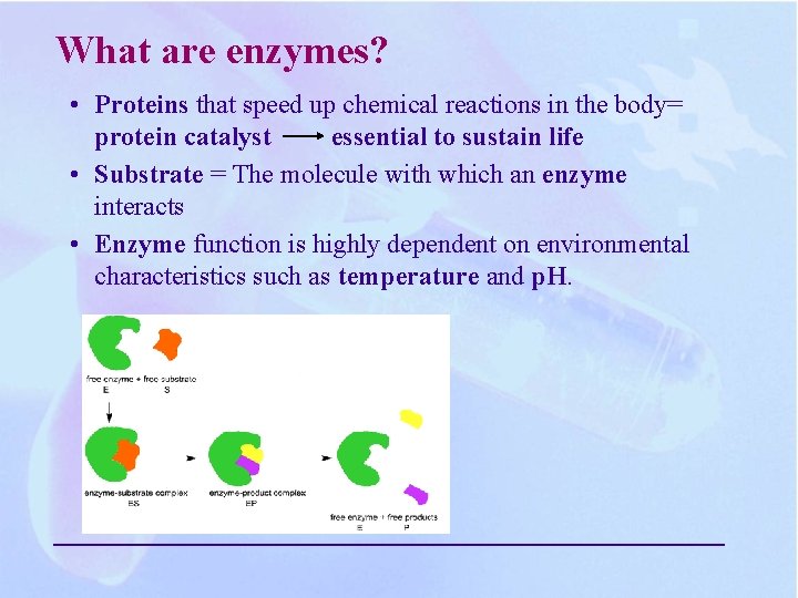 What are enzymes? • Proteins that speed up chemical reactions in the body= protein